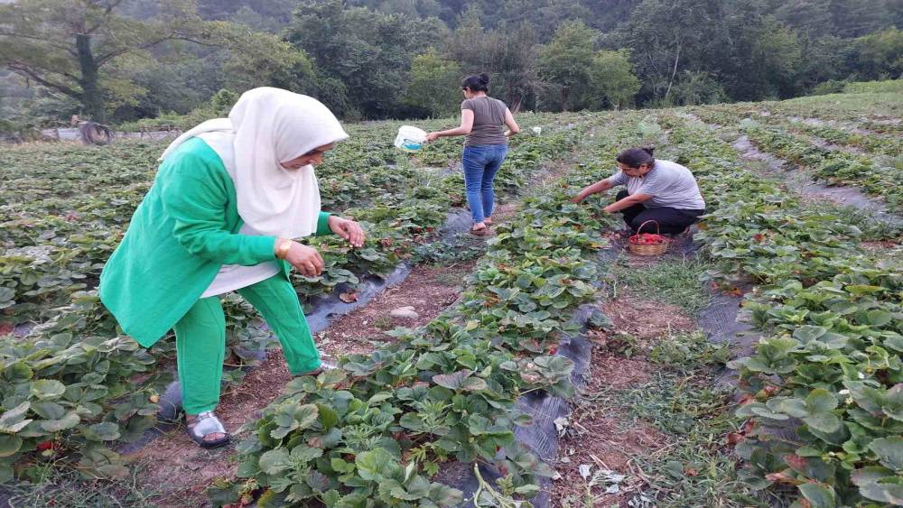 HATAY DÖRTYOL’DA ÇİLEK HASADI BAŞLADI