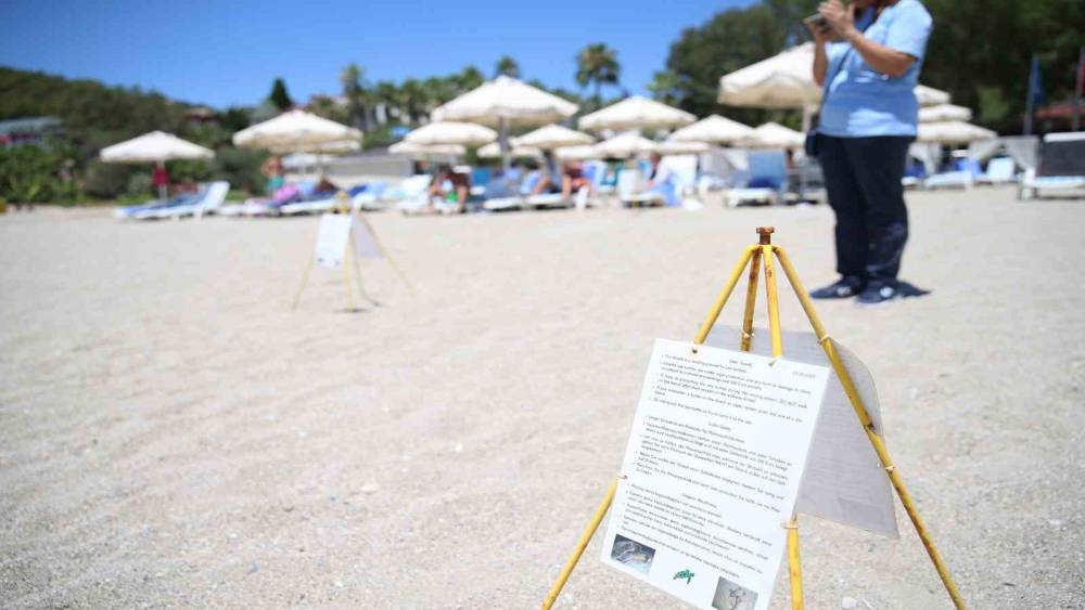 ALANYA PLAJLARINDA CARETTA CARETTA YUMURTALARI OTELLERİN KORUMASI ALTINDA