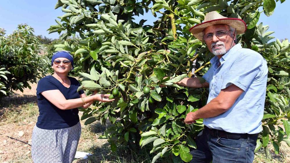 MERSİN’DE AVOKADO FİDANI DESTEĞİ ÜRETİCİLERİN YÜZÜNÜ GÜLDÜRÜYOR