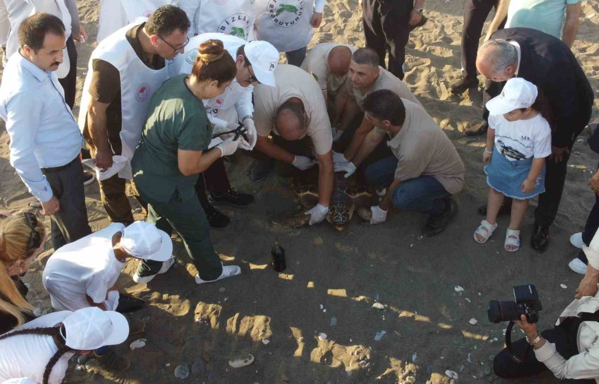 50 YAŞINDAKİ CARETTA CARETTA 2 YIL SONRA DENİZLE BULUŞTU