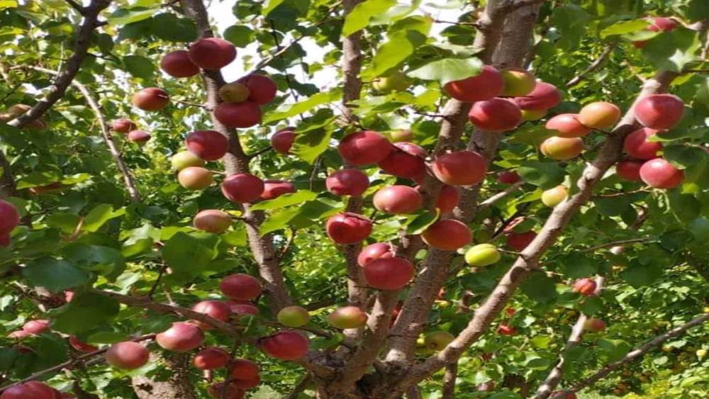 MERSİN’DE KAYISININ KİLOSU 8 LİRAYA KADAR DÜŞTÜ