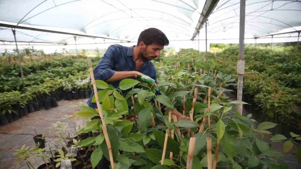 PORTAKAL AĞAÇLARI ARASINDA AVOKADO ÜRETİMİNE BAŞLADI, ŞİMDİ İHRACAT AŞAMASINDA