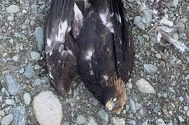 NORVEÇ'TE 1'İ BEBEK OLMAK ÜZERE DÖRT KİŞİYE SALDIRAN KARTAL ÖLDÜRÜLDÜ