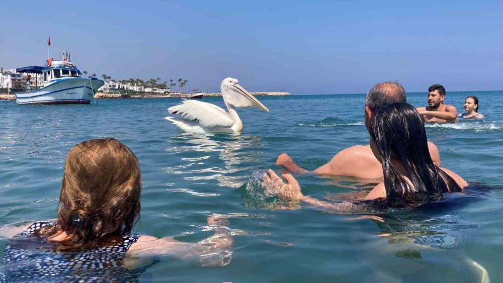 4 PELİKAN DENİZDE TATİLCİLERE EŞLİK ETTİ, RENKLİ GÖRÜNTÜLER ORTAYA ÇIKTI