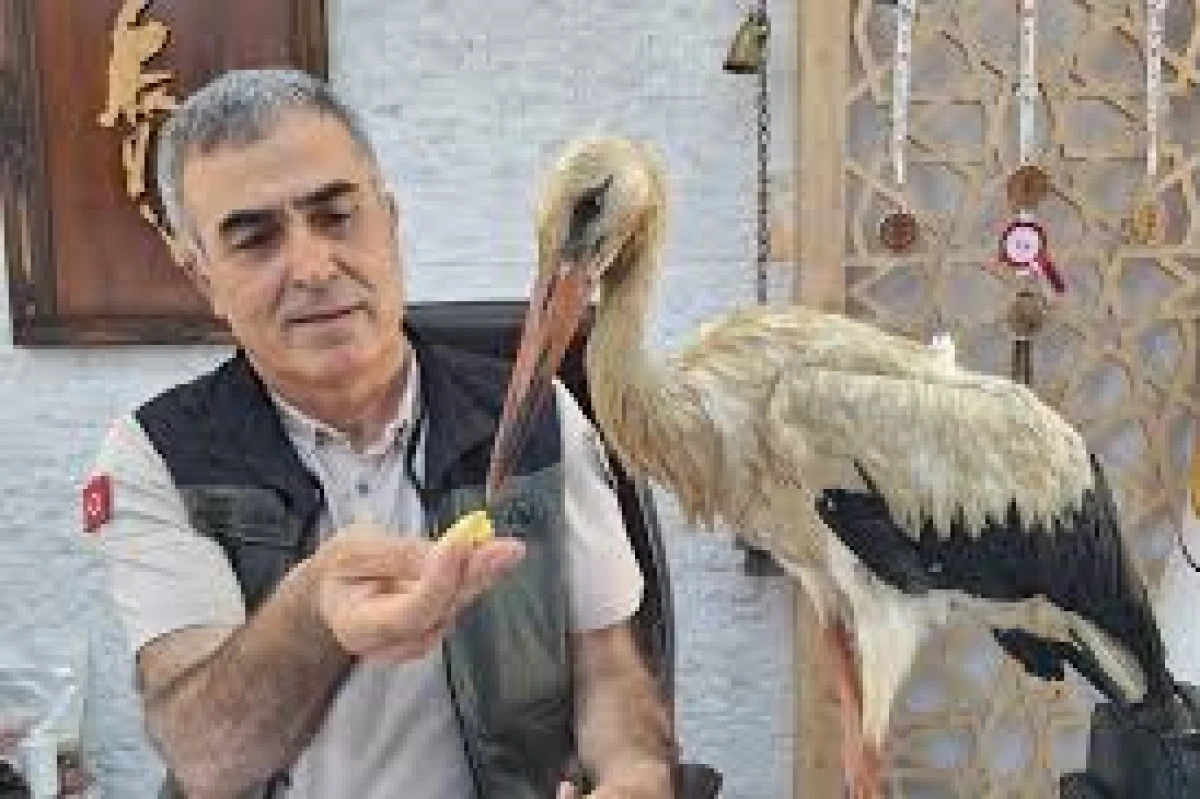 Mersin'de Yaralı Leylek Kurtarıldı