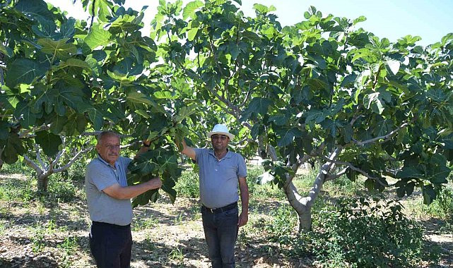 800 RAKAMLI MAHALLEDE YAŞ İNCİR REKOLTESİ ÜRETİCİNİN YÜZÜNÜ GÜLDÜRECEK