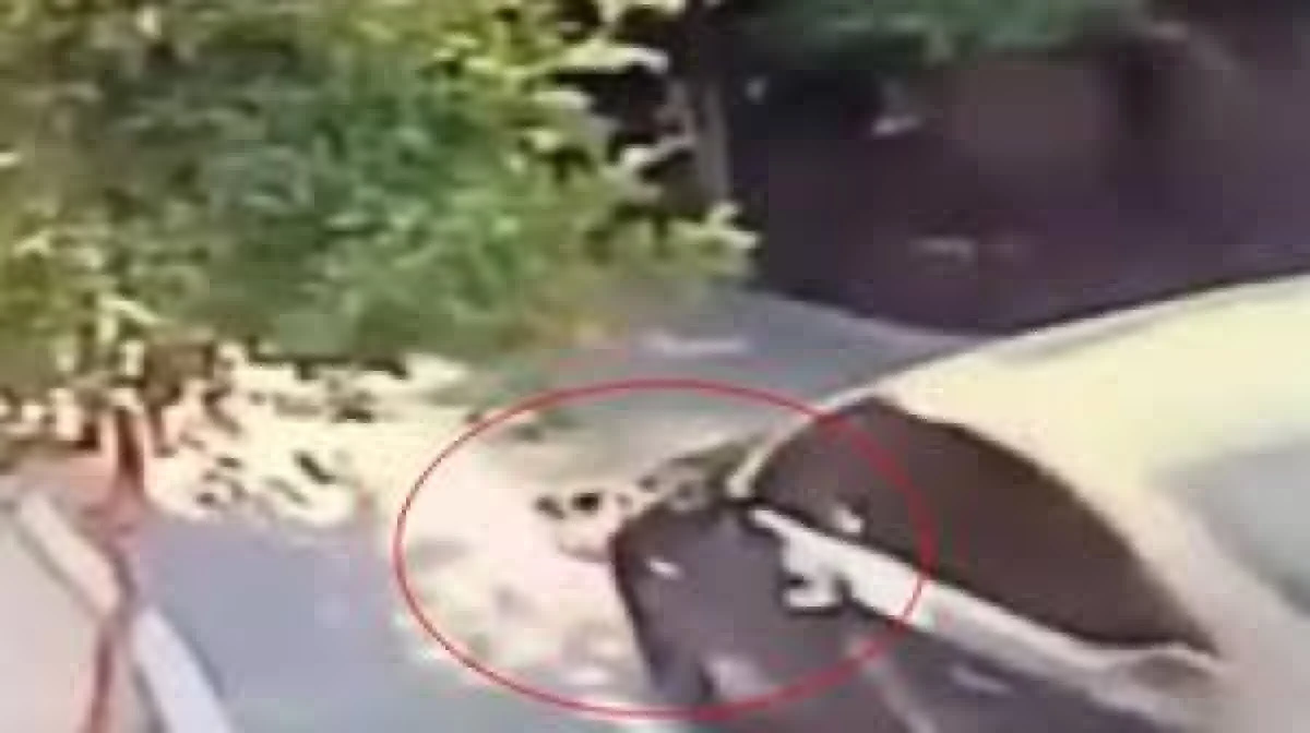 KÖPEĞİ ARACIYLA EZİP ÖLDÜRDÜ, SOSYAL MEDYADA BÜYÜK TEPKİ TOPLADI
