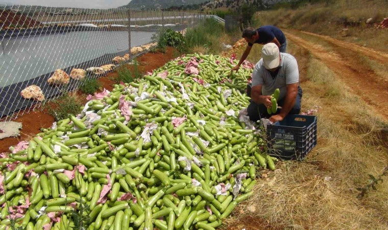 KABAK ÜRETİCİSİ İHRACAT İÇİN YENİ ÜLKELER ARIYOR