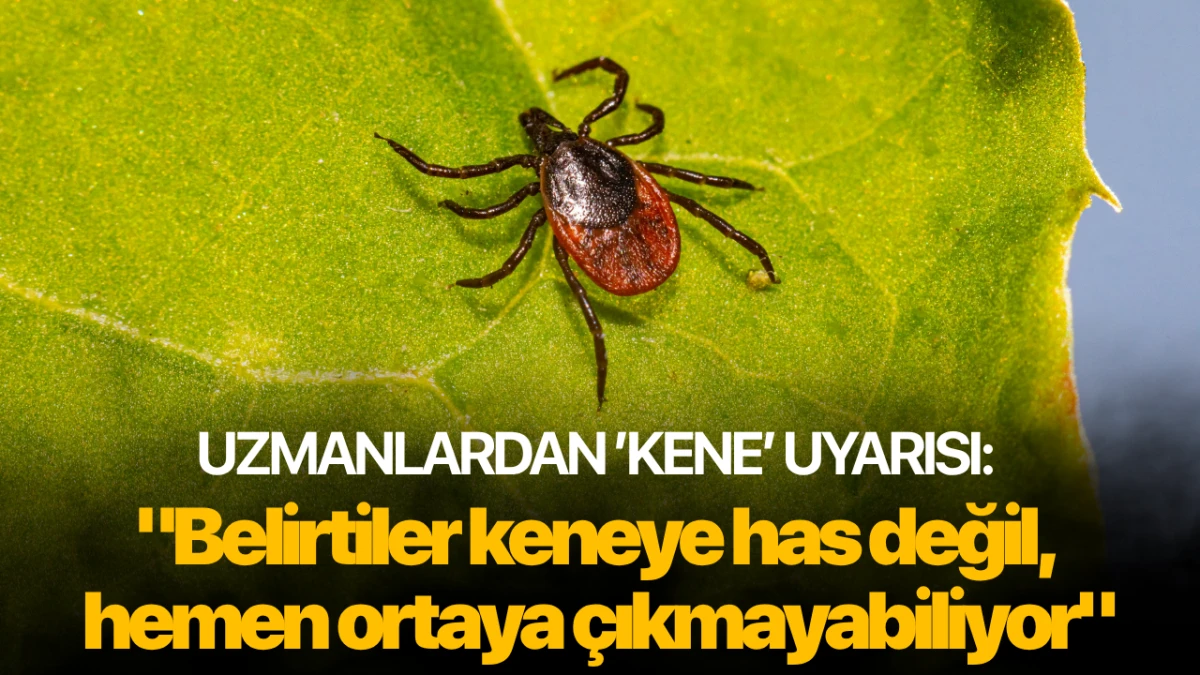 UZMANLARDAN 'KENE' UYARISI