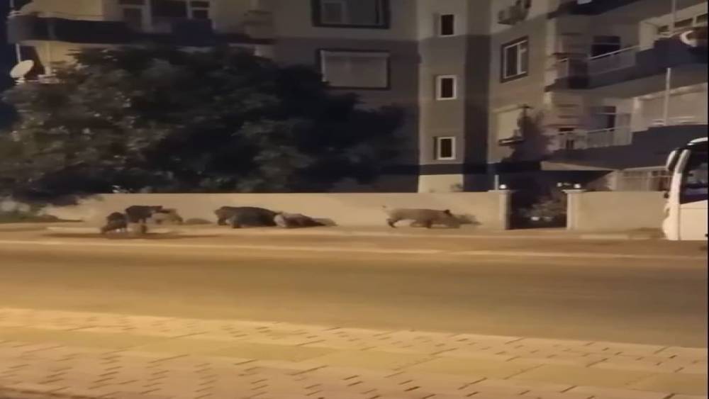 ŞEHRE İNİP EVLERİN KAPISINA DAYANAN DOMUZ SÜRÜSÜ, SİTE SAKİNLERİNİ DIŞARIDA MAHSUR BIRAKTI