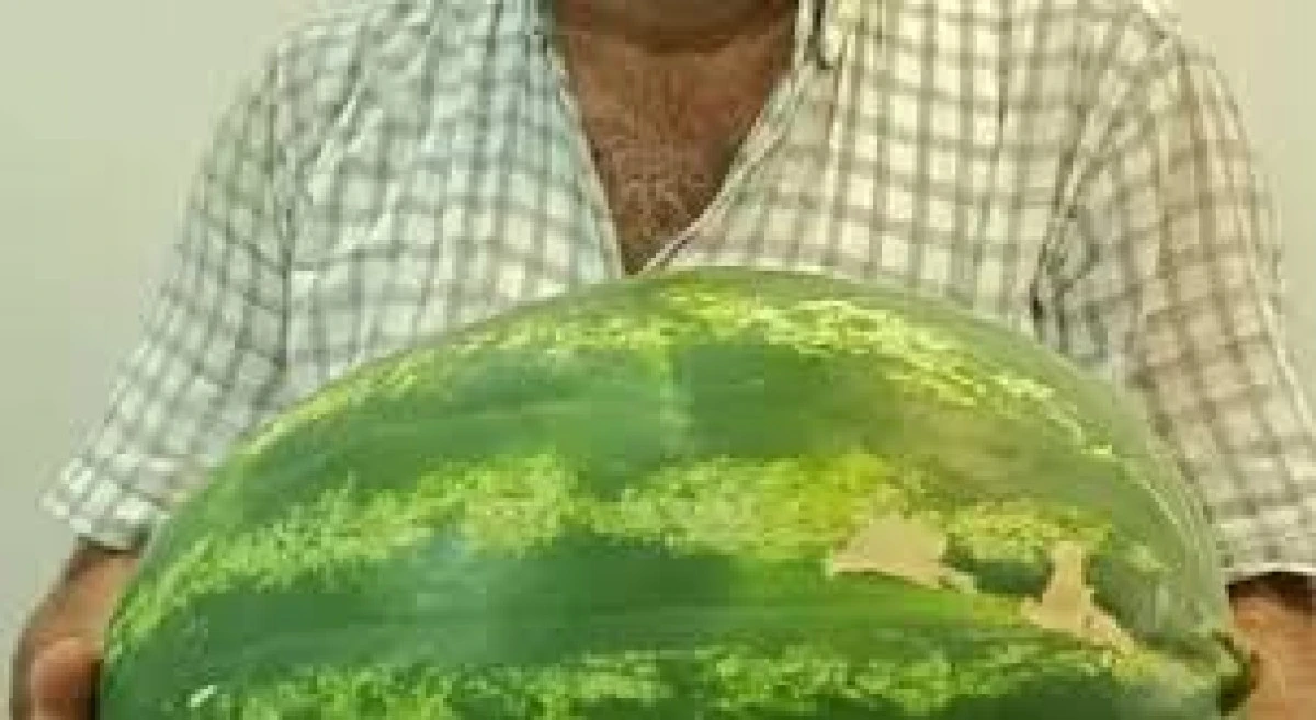 Adana'da 24 Kilo Ağırlığında Karpuz Üretildi