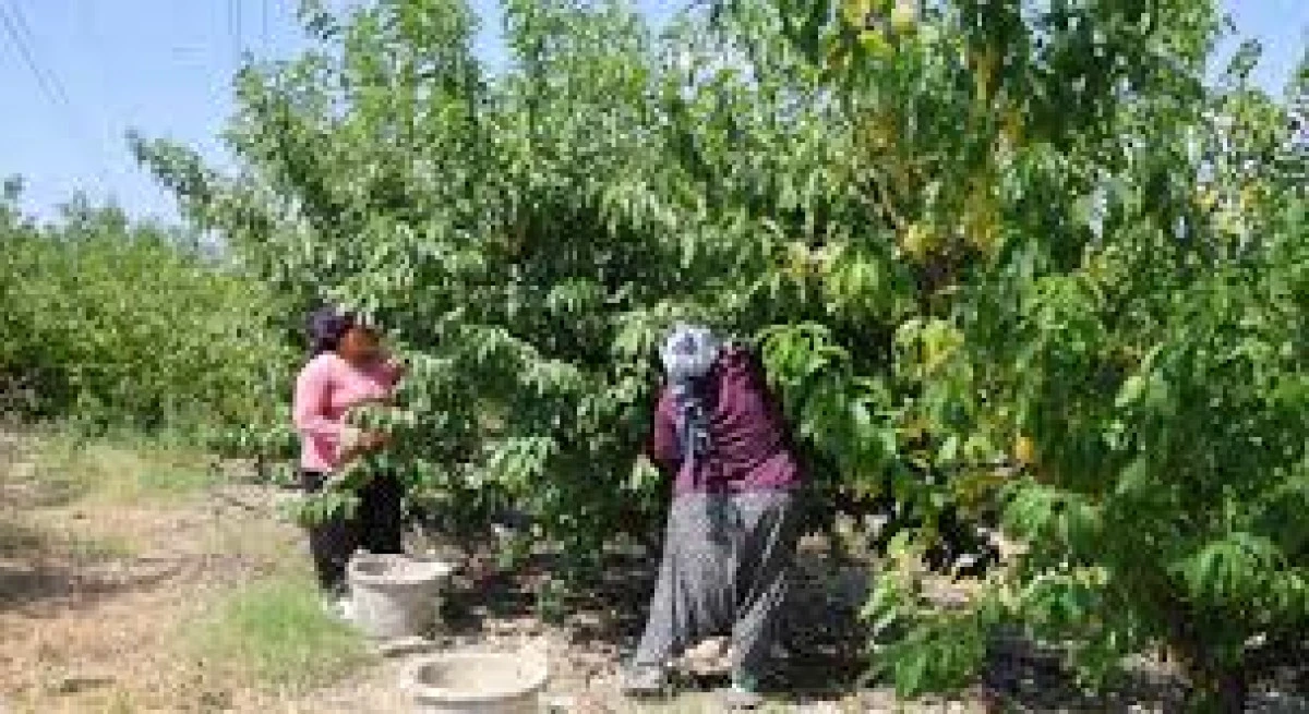 ŞEFTALI HASADI BAŞLADI: DON VURAN BAHÇELERDE REKOLTE DÜŞTÜ