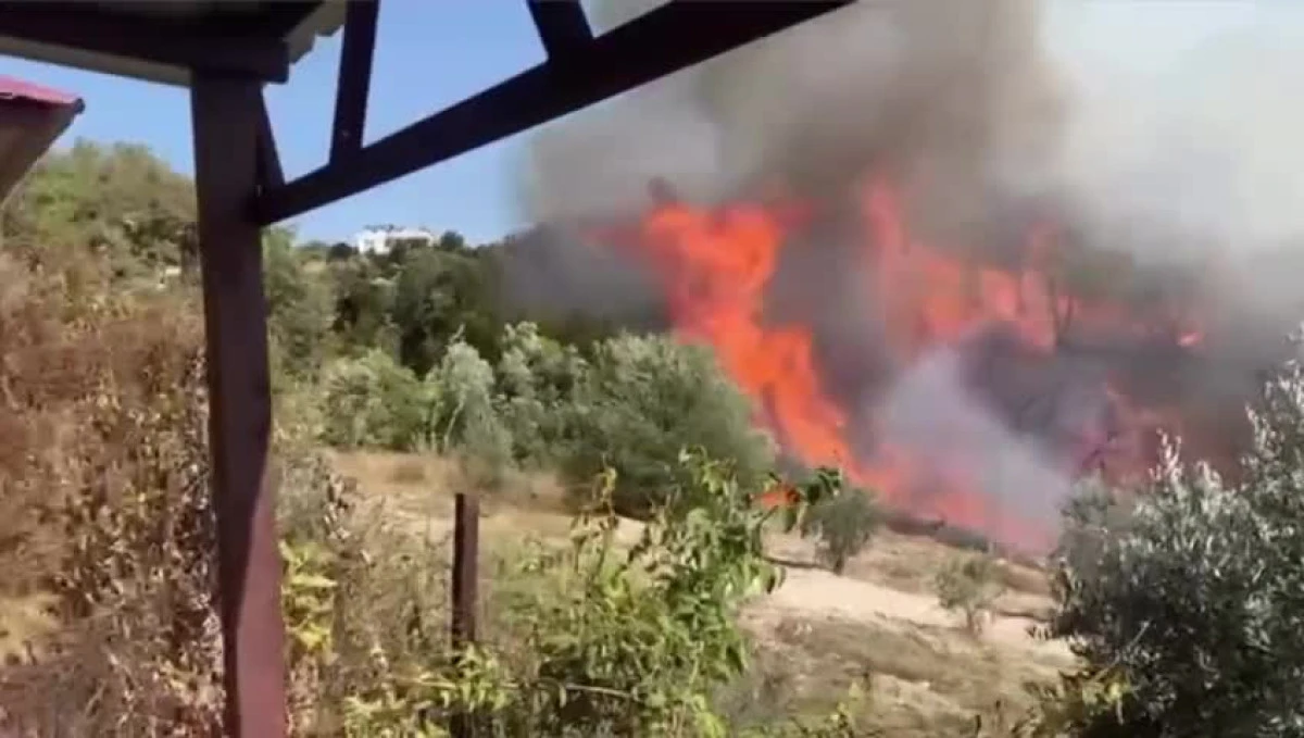 Osmaniye'de orman yangını