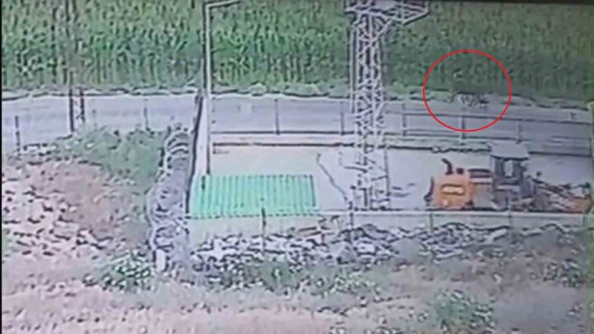 300 BİN TL DEĞERİNDEKİ 3 ANGUS SEVKİYAT ESNASINDA KAÇARAK SIRRA KADEM BASTILAR