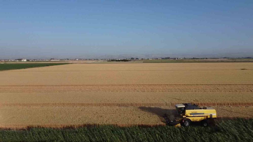 DEPREMİN VURDUĞU HATAY AMİK OVASI’NDA BUĞDAY HASADI BAŞLADI