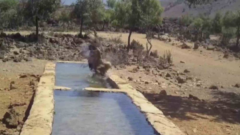 SERİNLEMEK İSTEYEN YABANİ HAYVANLAR YALAĞA GİRDİ, O ANLAR FOTOKAPANLA GÖRÜNTÜLENDİ